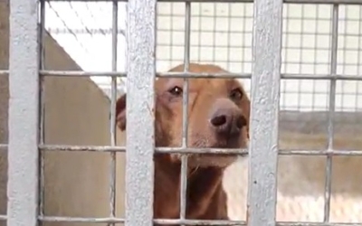 Un gos a la Protectora de Sabadell/ Pau Duran